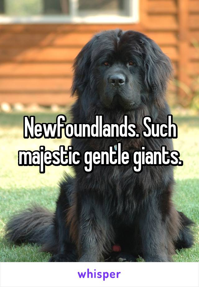 Newfoundlands. Such majestic gentle giants.