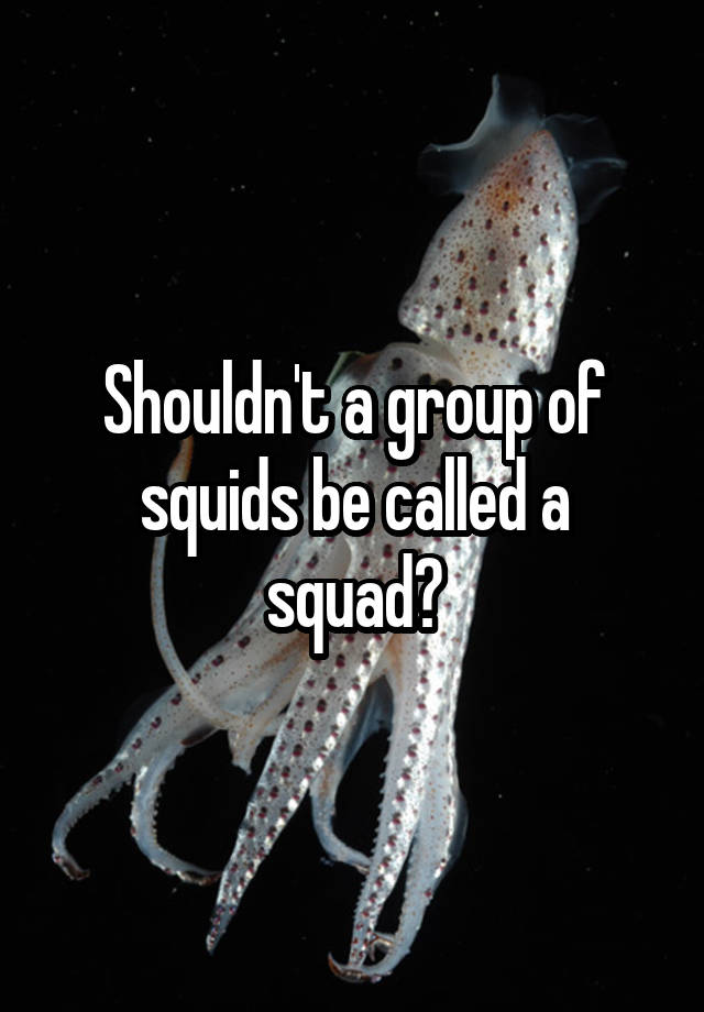 what-do-squids-eat-diet-facts