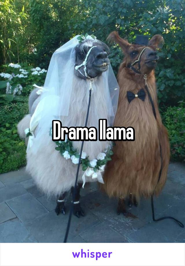 Drama llama