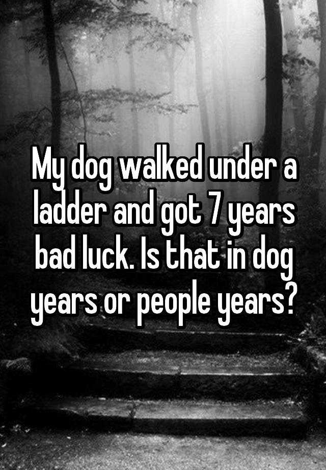 my-dog-walked-under-a-ladder-and-got-7-years-bad-luck-is-that-in-dog