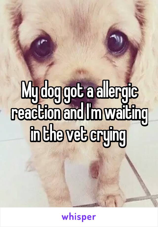 My dog got a allergic reaction and I'm waiting in the vet crying 