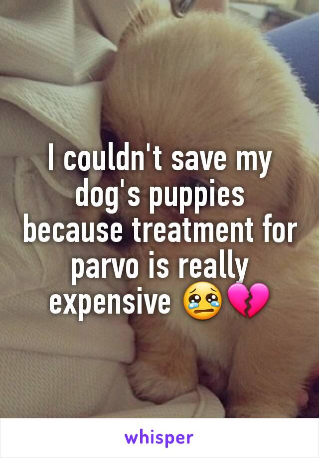 I couldn't save my dog's puppies because treatment for parvo is really expensive 😢💔