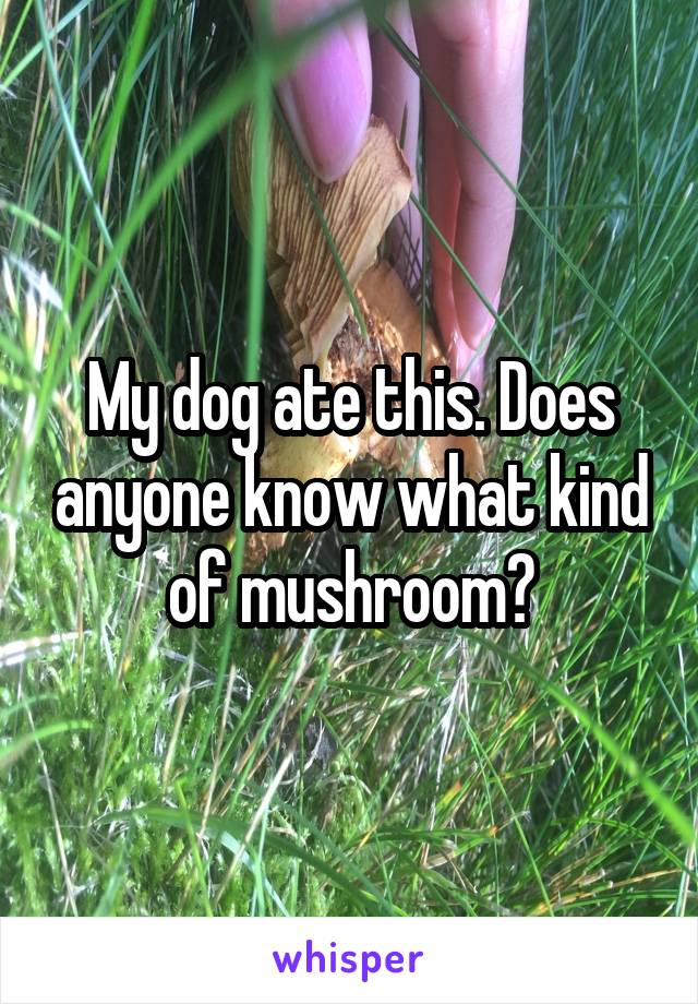 My dog ate this. Does anyone know what kind of mushroom?