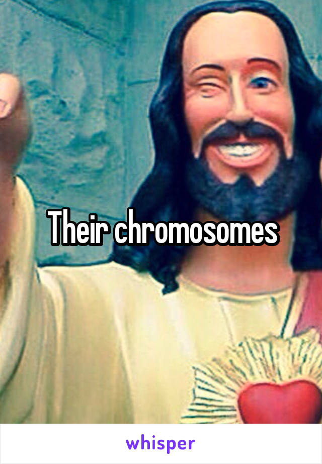 Their chromosomes