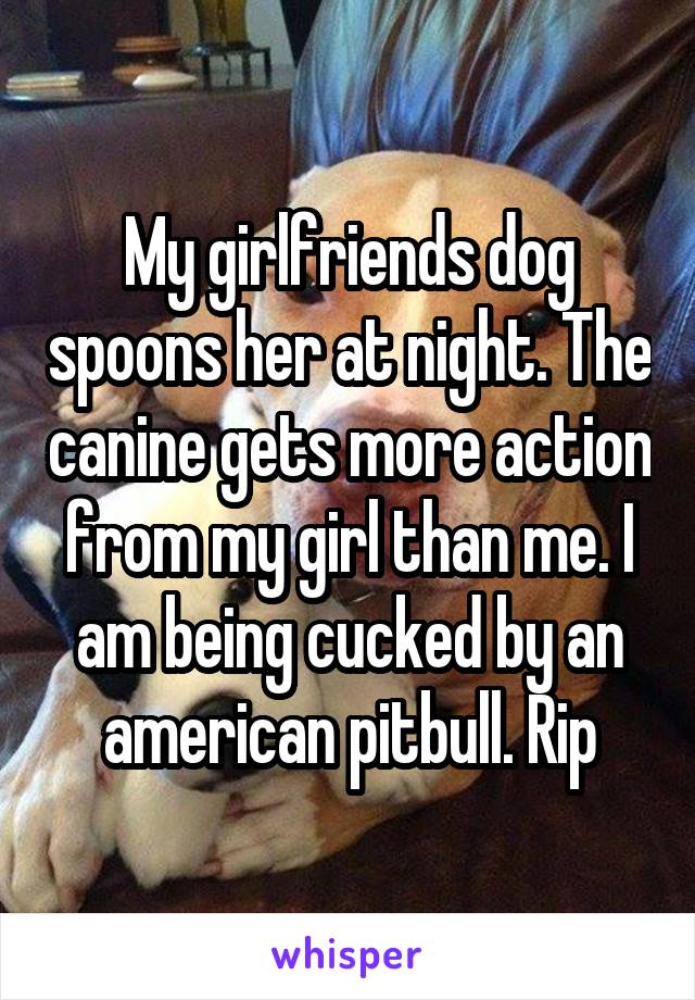 My girlfriends dog spoons her at night. The canine gets more action from my girl than me. I am being cucked by an american pitbull. Rip