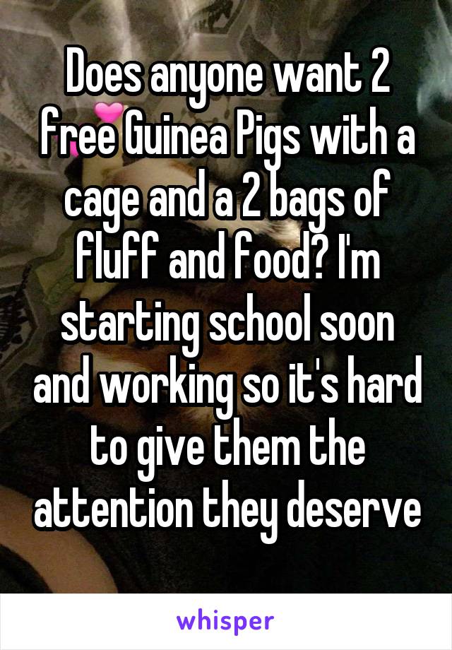 Does anyone want 2 free Guinea Pigs with a cage and a 2 bags of fluff and food? I'm starting school soon and working so it's hard to give them the attention they deserve 