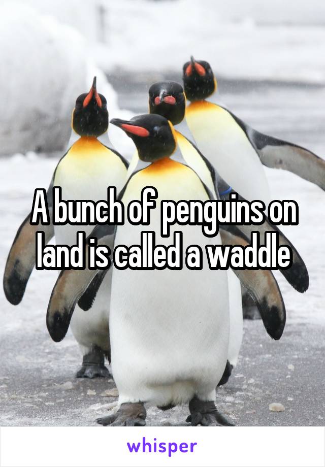 A bunch of penguins on land is called a waddle