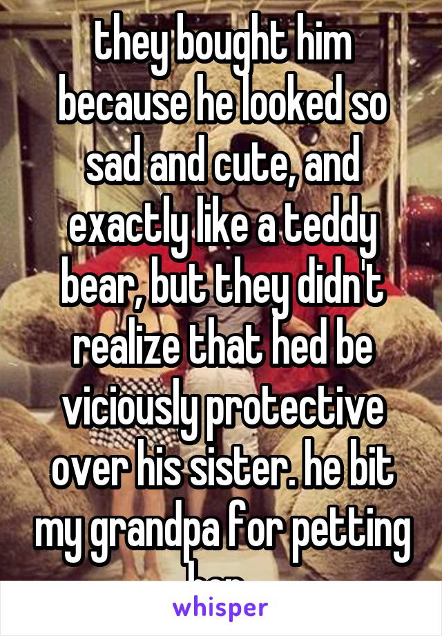 they bought him because he looked so sad and cute, and exactly like a teddy bear, but they didn't realize that hed be viciously protective over his sister. he bit my grandpa for petting her..