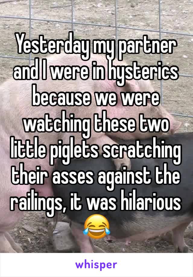 Yesterday my partner and I were in hysterics because we were watching these two little piglets scratching their asses against the railings, it was hilarious 😂