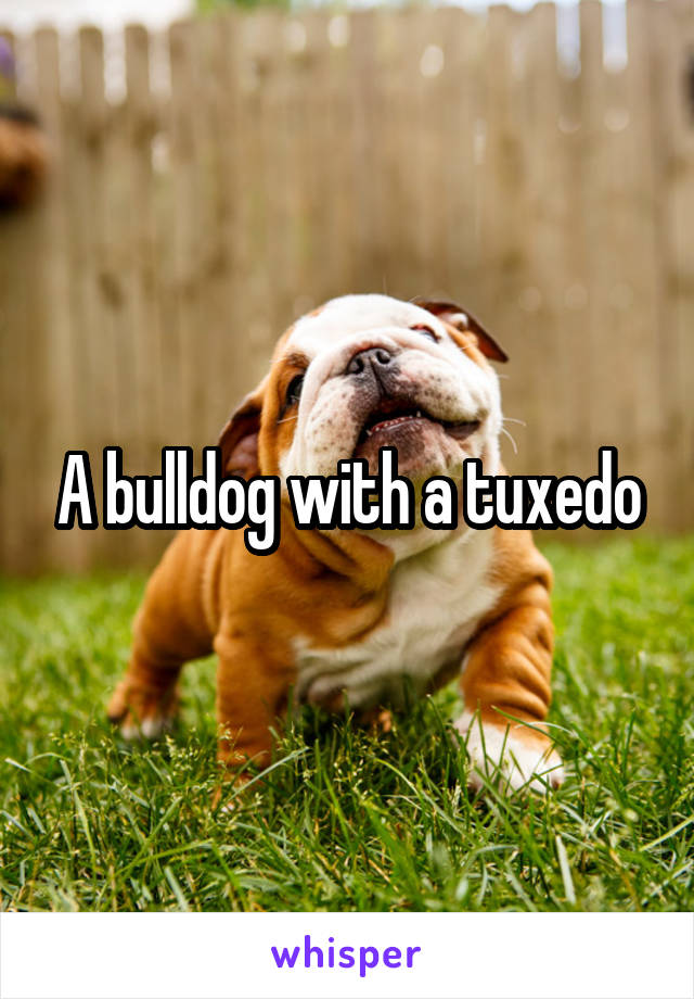 A bulldog with a tuxedo