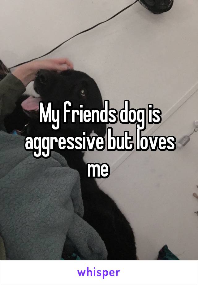 My friends dog is aggressive but loves me 