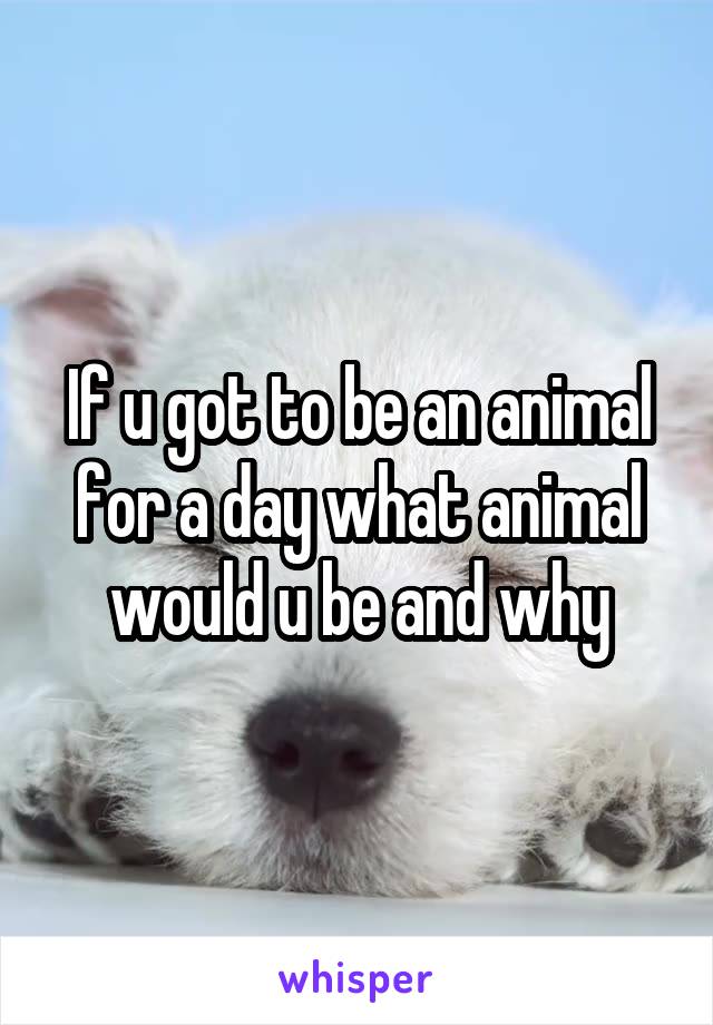 If u got to be an animal for a day what animal would u be and why