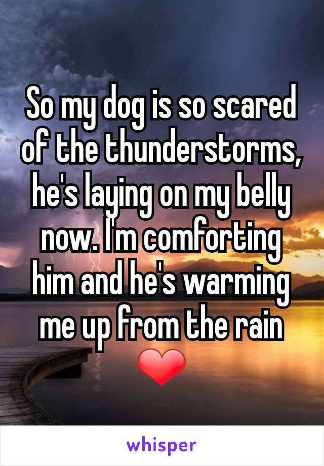 So my dog is so scared of the thunderstorms, he's laying on my belly now. I'm comforting him and he's warming me up from the rain ❤