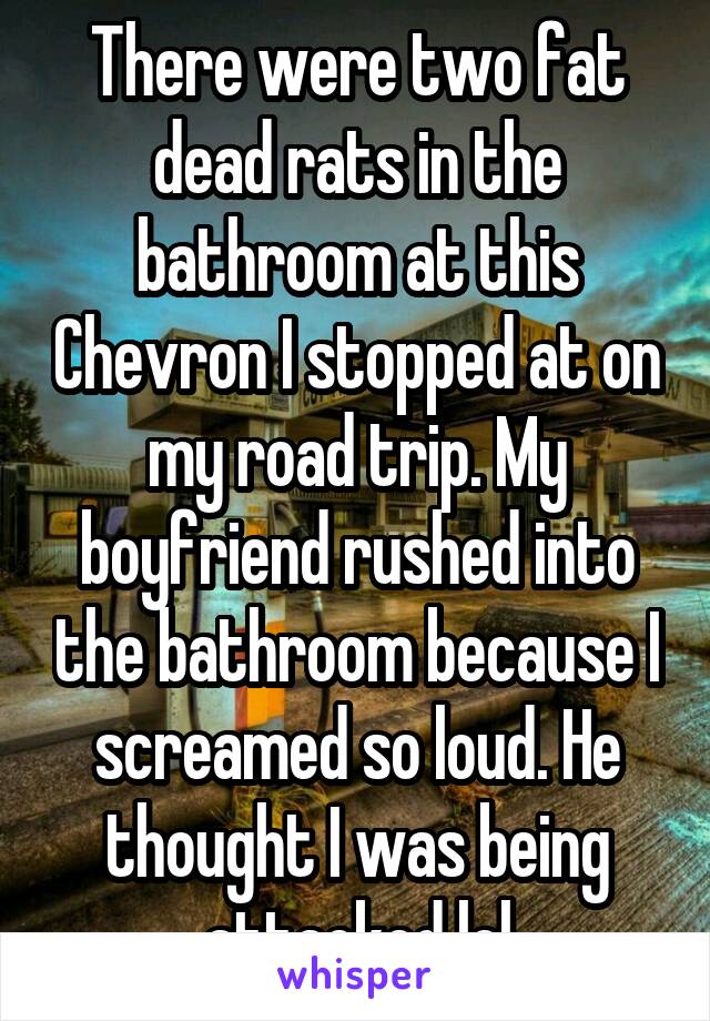 There were two fat dead rats in the bathroom at this Chevron I stopped at on my road trip. My boyfriend rushed into the bathroom because I screamed so loud. He thought I was being attacked lol