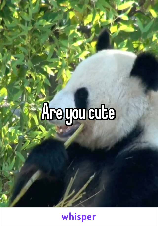 Are you cute 