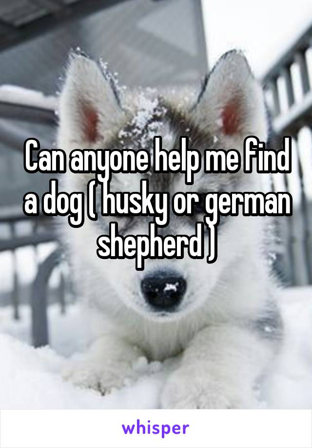 Can anyone help me find a dog ( husky or german shepherd )
