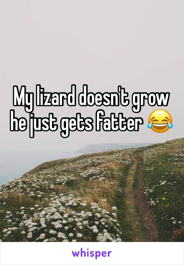 My lizard doesn't grow he just gets fatter 😂 