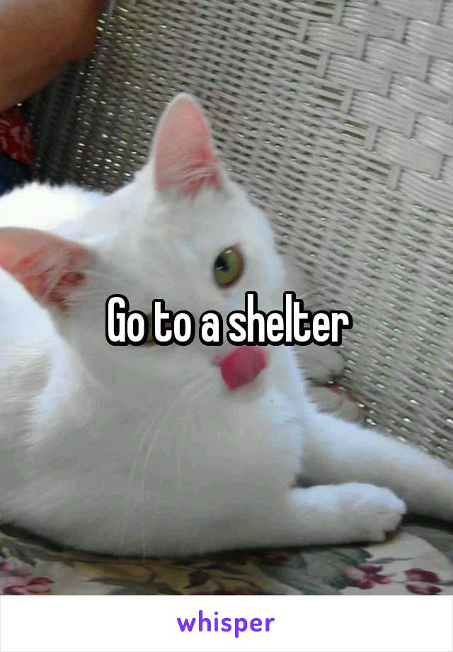 Go to a shelter