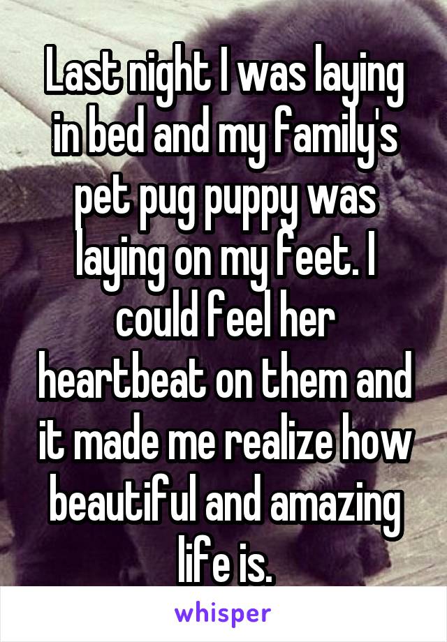 Last night I was laying in bed and my family's pet pug puppy was laying on my feet. I could feel her heartbeat on them and it made me realize how beautiful and amazing life is.