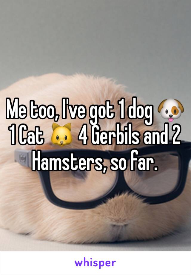 Me too, I've got 1 dog 🐶 1 Cat 🐱 4 Gerbils and 2 Hamsters, so far. 