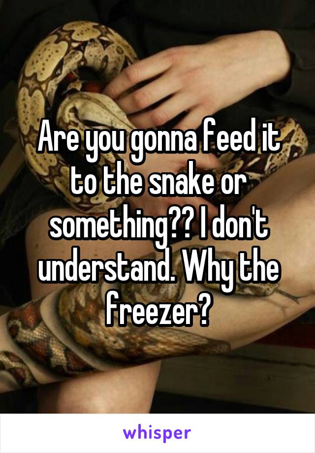 Are you gonna feed it to the snake or something?? I don't understand. Why the freezer?