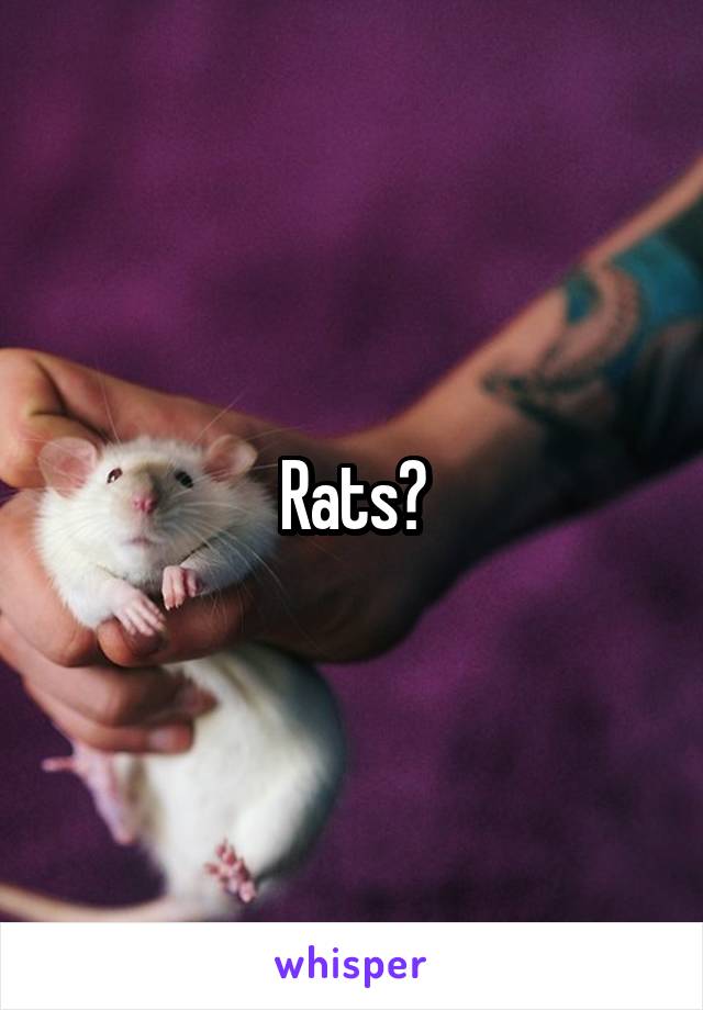 Rats?