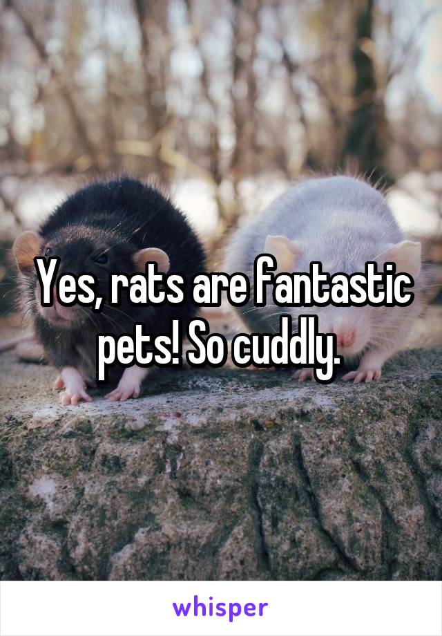 Yes, rats are fantastic pets! So cuddly. 