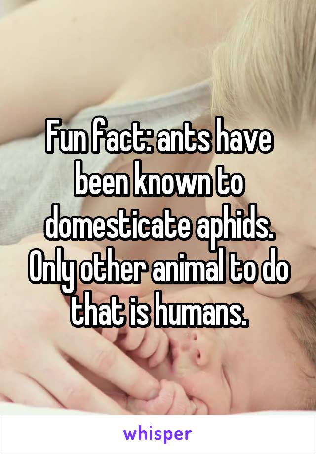 Fun fact: ants have been known to domesticate aphids. Only other animal to do that is humans.