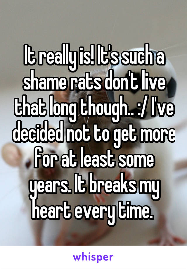 It really is! It's such a shame rats don't live that long though.. :/ I've decided not to get more for at least some years. It breaks my heart every time. 