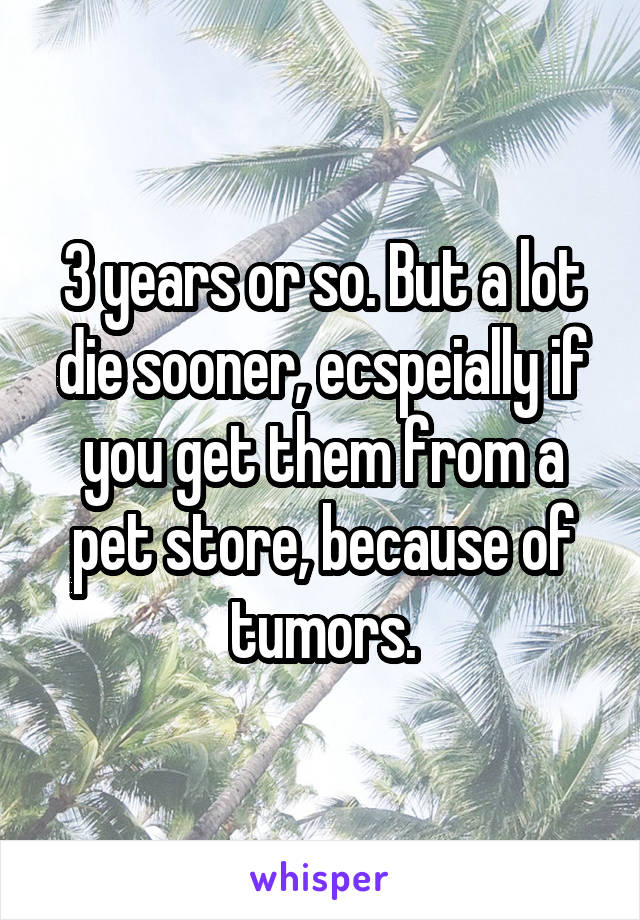 3 years or so. But a lot die sooner, ecspeially if you get them from a pet store, because of tumors.