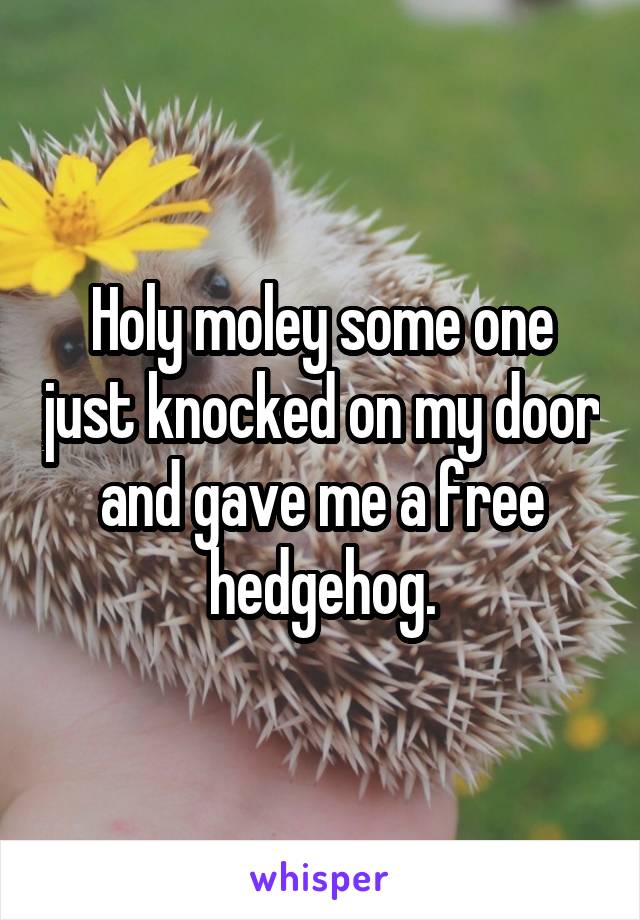 Holy moley some one just knocked on my door and gave me a free hedgehog.
