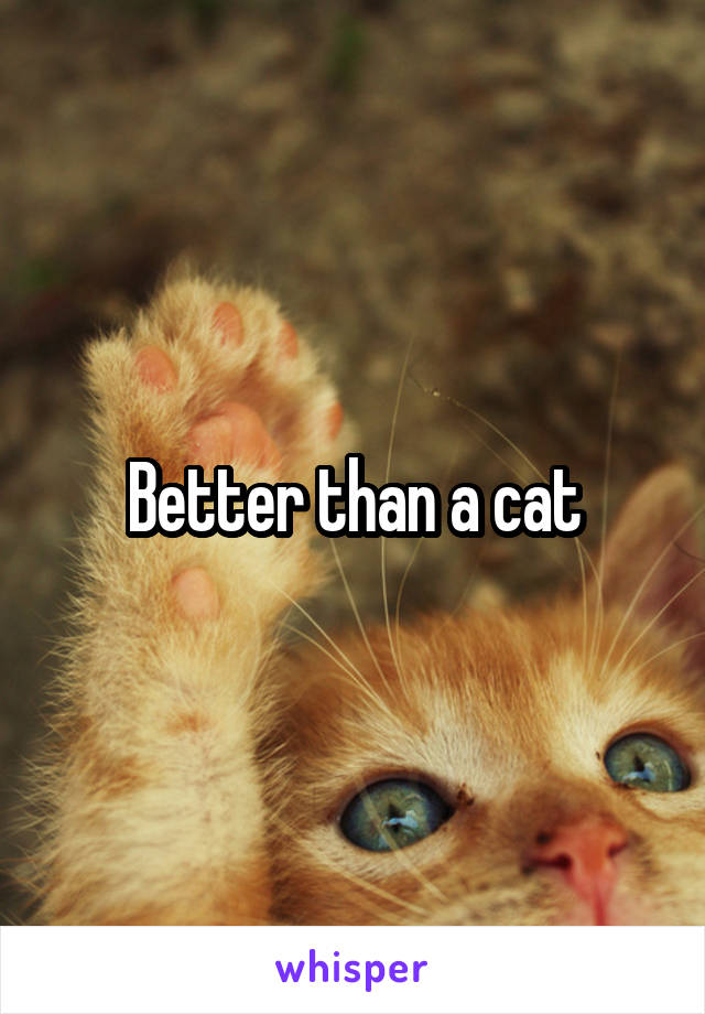 Better than a cat
