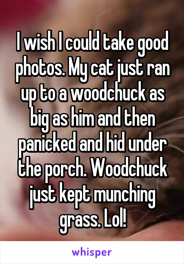 I wish I could take good photos. My cat just ran up to a woodchuck as big as him and then panicked and hid under the porch. Woodchuck just kept munching grass. Lol!