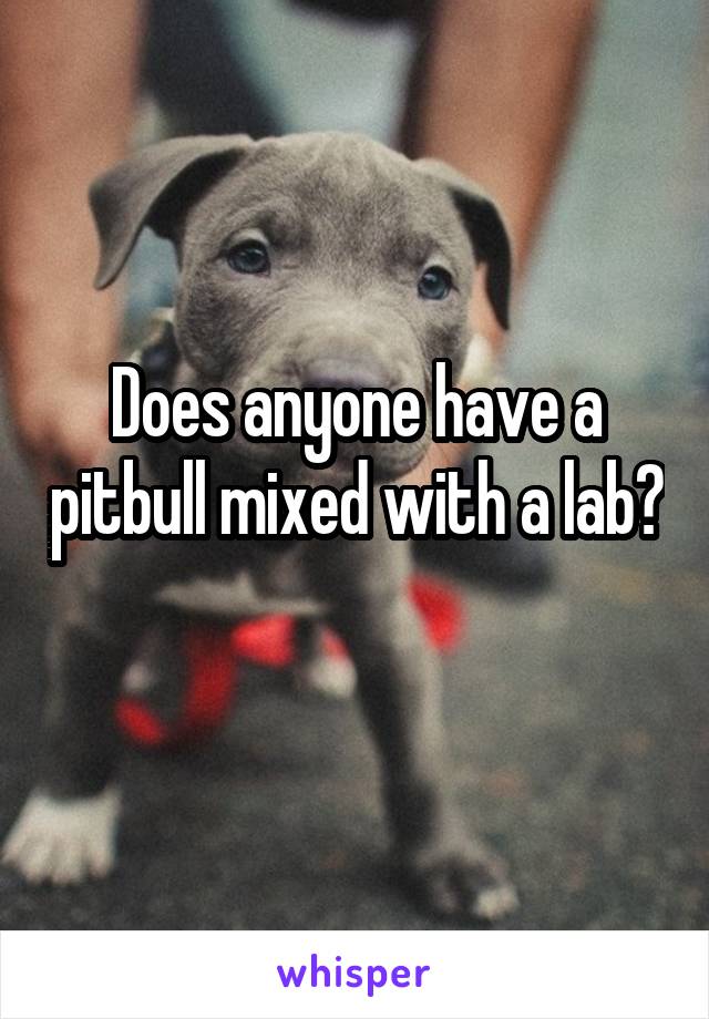 Does anyone have a pitbull mixed with a lab? 
