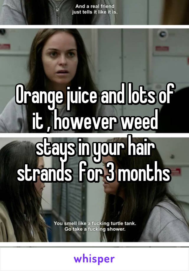 Orange juice and lots of it , however weed stays in your hair strands  for 3 months 