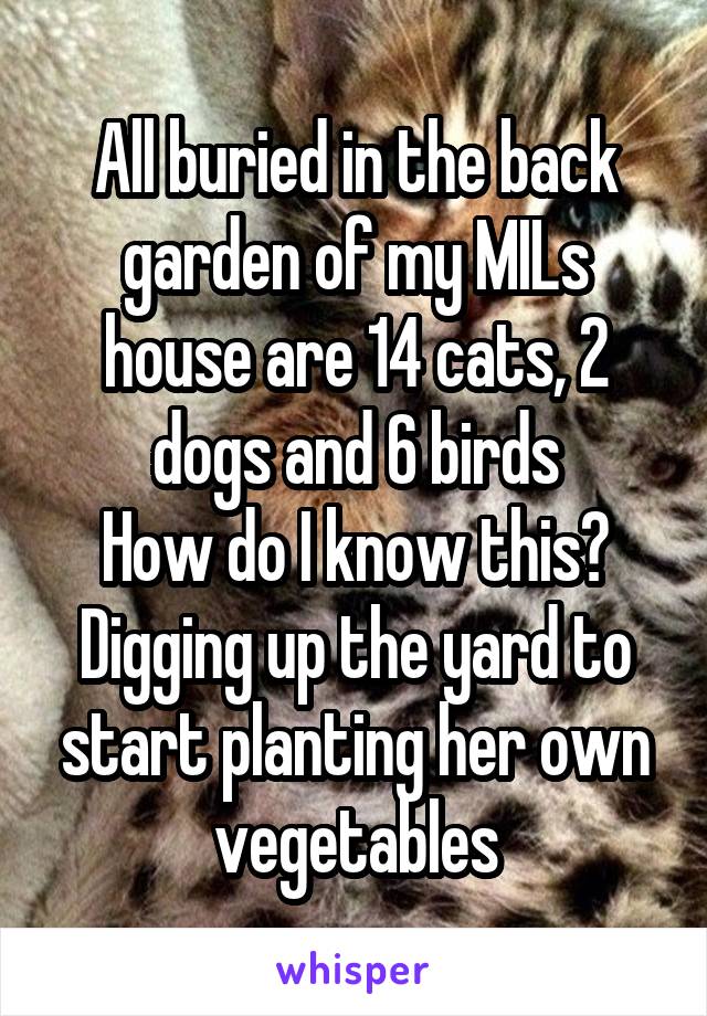 All buried in the back garden of my MILs house are 14 cats, 2 dogs and 6 birds
How do I know this?
Digging up the yard to start planting her own vegetables