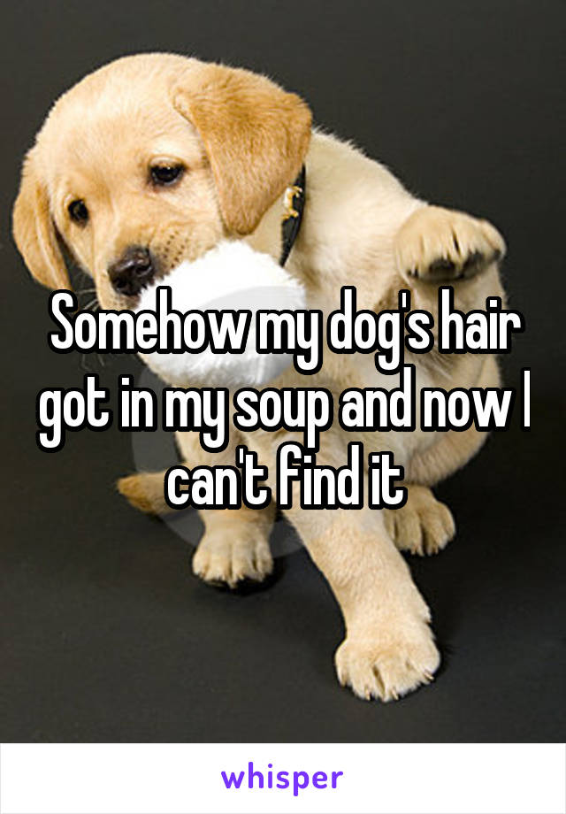 Somehow my dog's hair got in my soup and now I can't find it