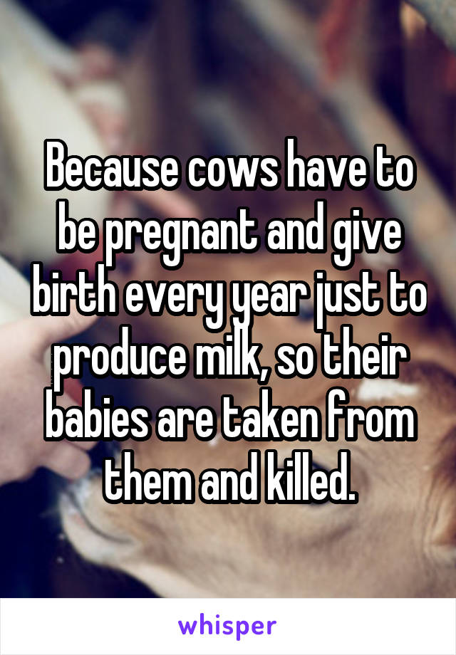Because cows have to be pregnant and give birth every year just to produce milk, so their babies are taken from them and killed.