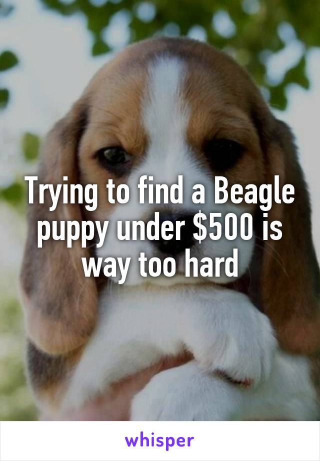 Trying to find a Beagle puppy under $500 is way too hard