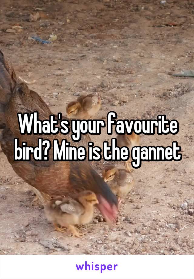 What's your favourite bird? Mine is the gannet