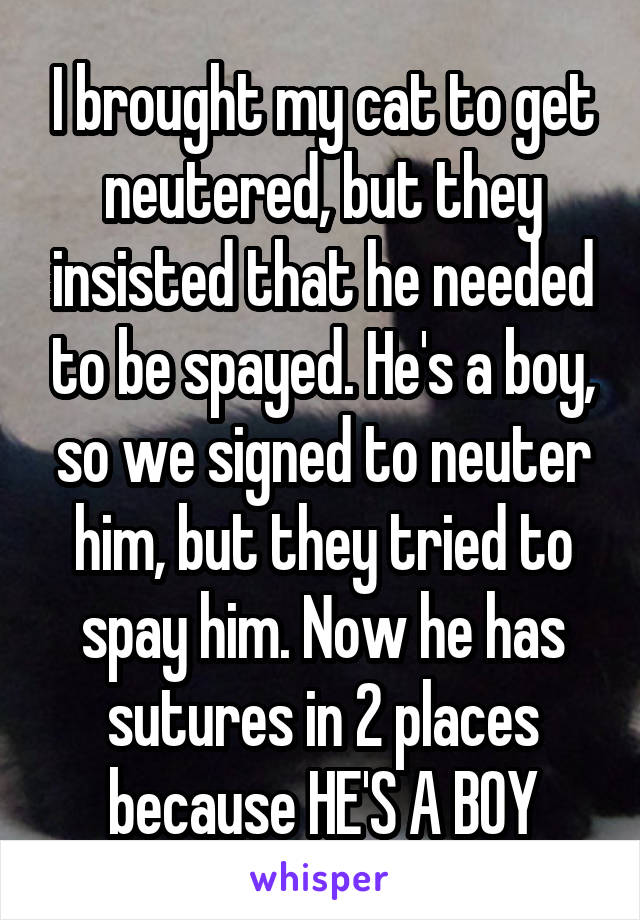 I brought my cat to get neutered, but they insisted that he needed to be spayed. He's a boy, so we signed to neuter him, but they tried to spay him. Now he has sutures in 2 places because HE'S A BOY
