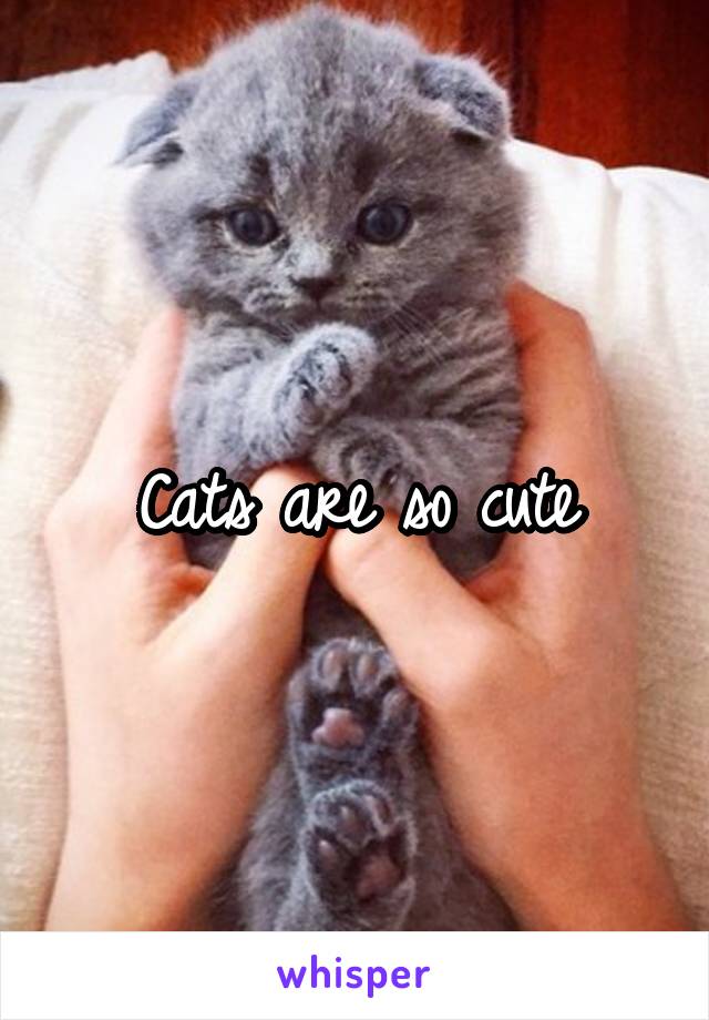 Cats are so cute