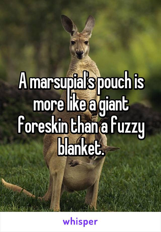A marsupial's pouch is more like a giant foreskin than a fuzzy blanket.