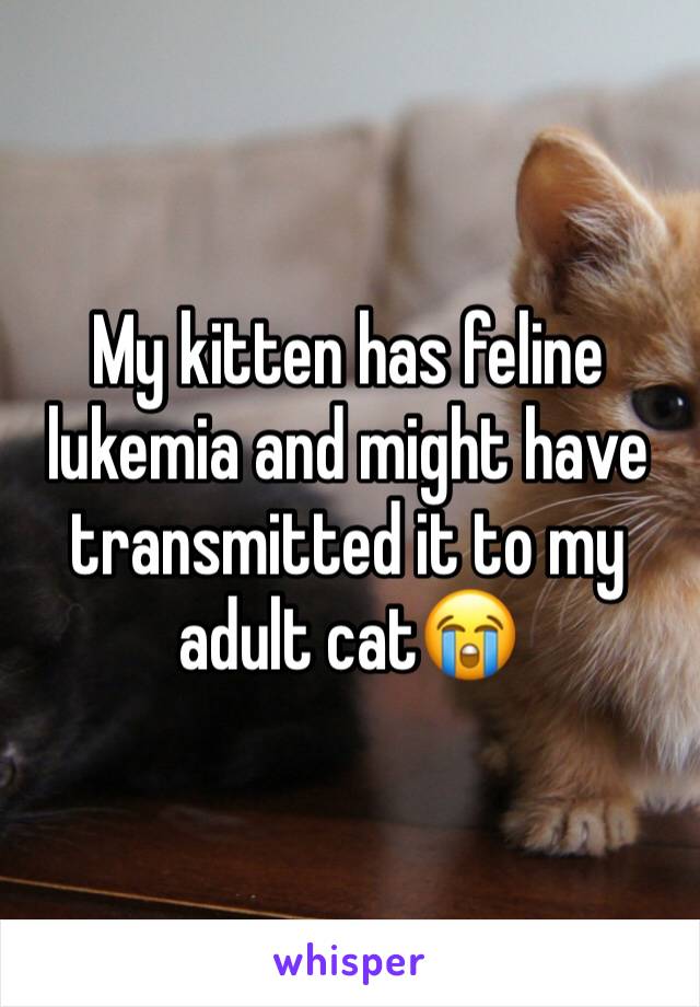 My kitten has feline lukemia and might have transmitted it to my adult cat😭 