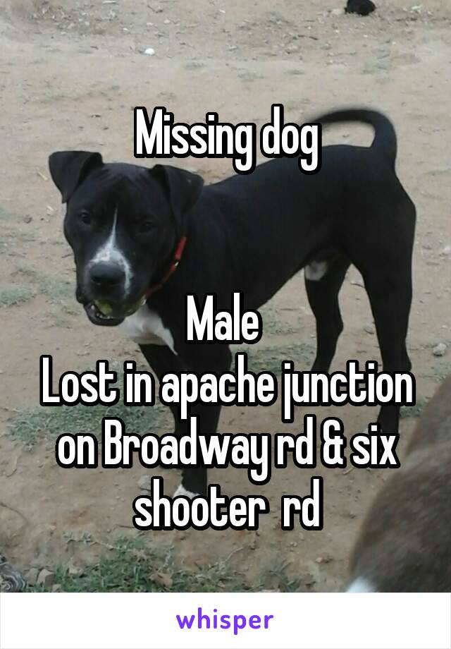 Missing dog


Male 
Lost in apache junction on Broadway rd & six shooter  rd