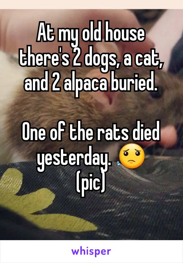 At my old house there's 2 dogs, a cat, and 2 alpaca buried.

One of the rats died yesterday. 😟
(pic)
