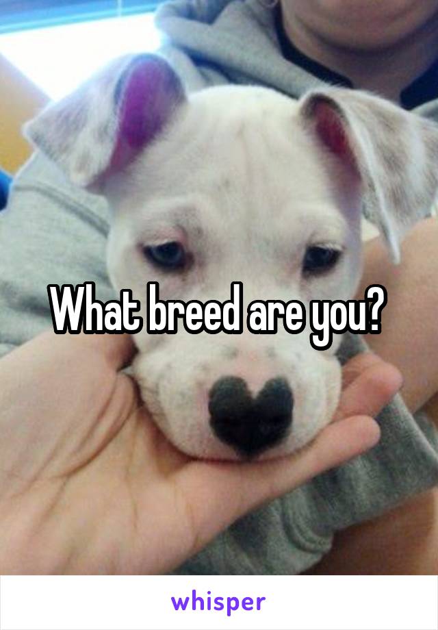 What breed are you? 