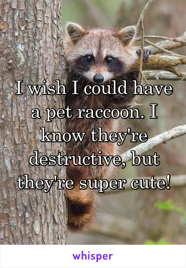 I wish I could have a pet raccoon. I know they're destructive, but they're super cute!