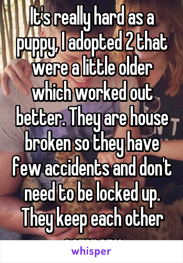 It's really hard as a puppy, I adopted 2 that were a little older which worked out better. They are house broken so they have few accidents and don't need to be locked up. They keep each other company
