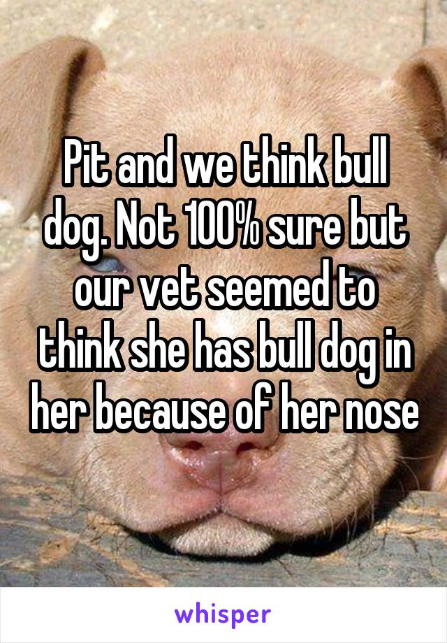 Pit and we think bull dog. Not 100% sure but our vet seemed to think she has bull dog in her because of her nose 